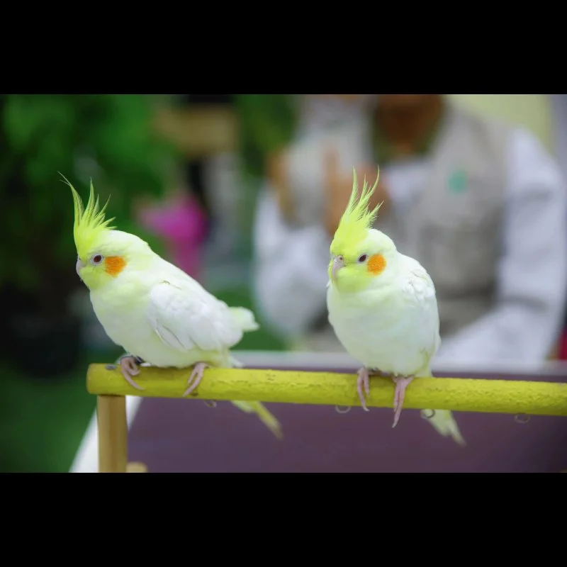 Petvariety 2023 @CNX